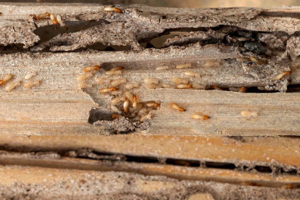  Lake Arbor, MD Pest Control Pros