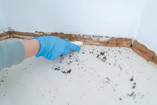 Best Wasp Removal Services  in Lake Arbor, MD